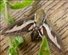 1987 (69.014) Bedstraw Hawk-moth